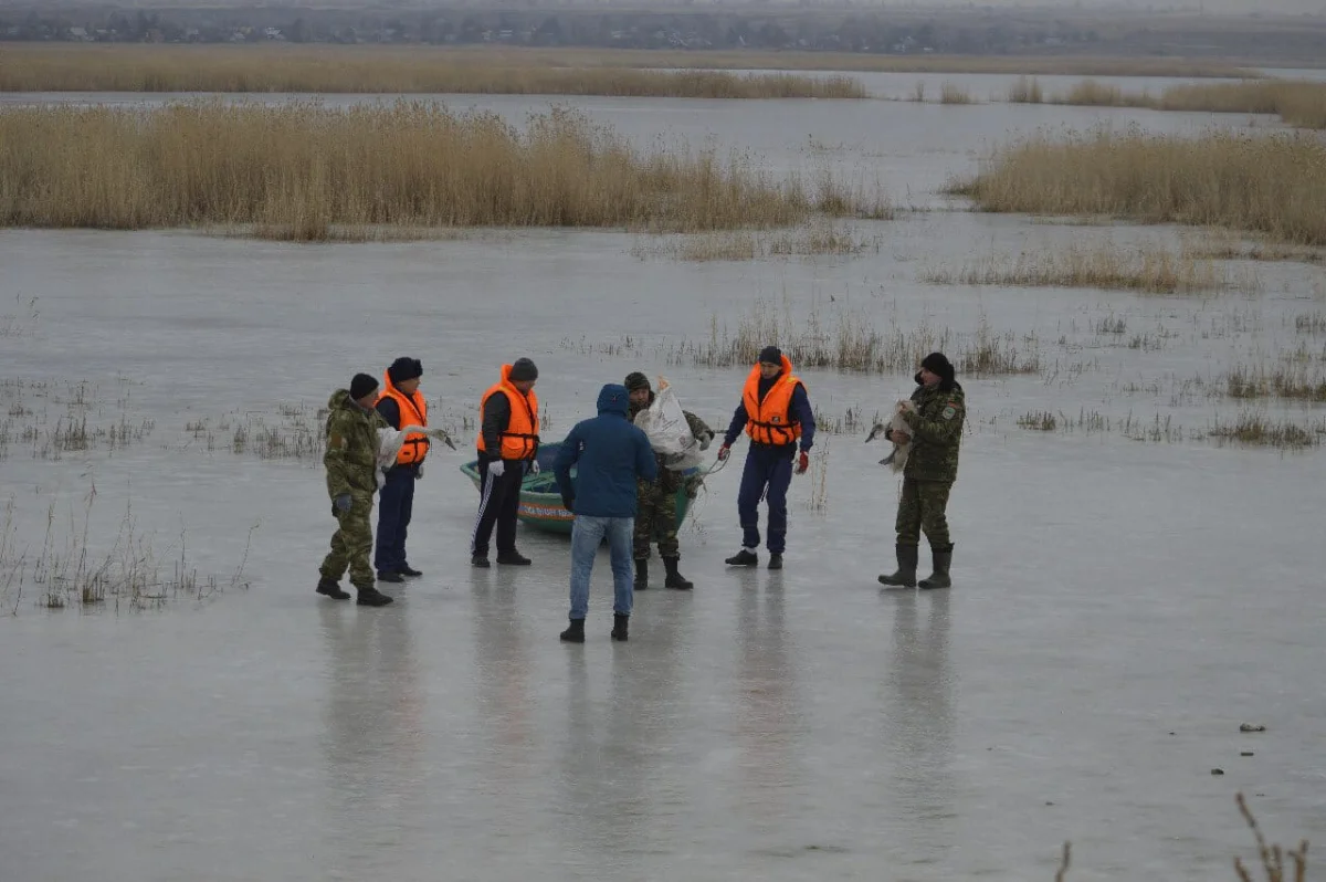 10 лебедей спасли от морозов в Петропавловске