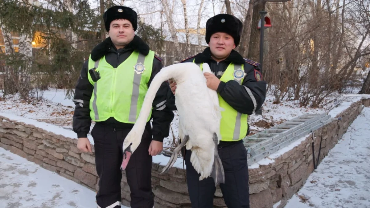 Лебедя спасли в Северо-Казахстанской области