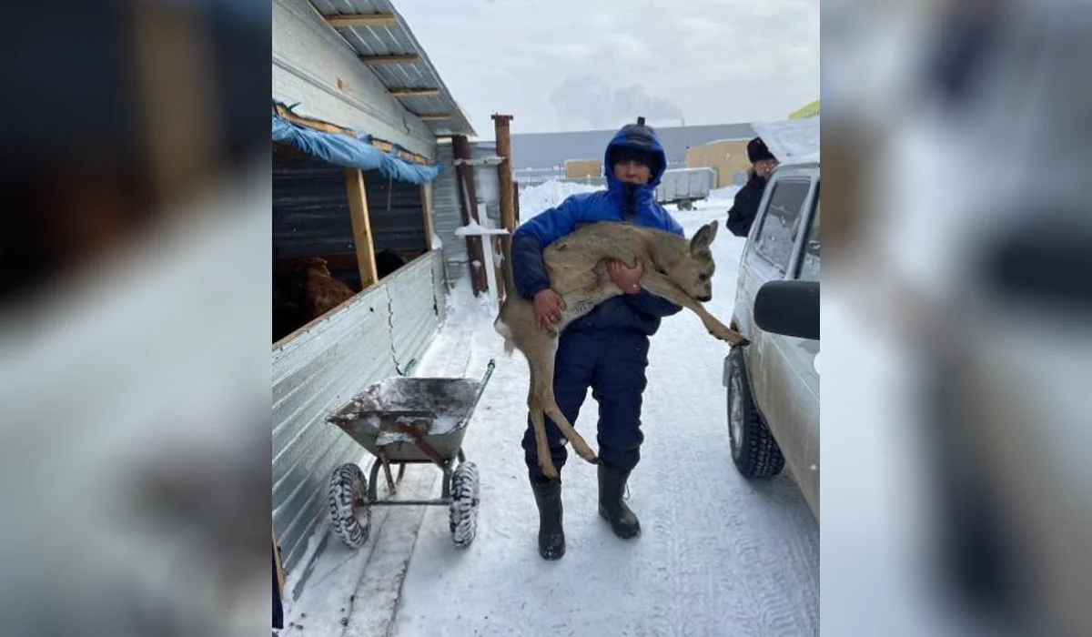 Косулю встретили в Нур-Султане