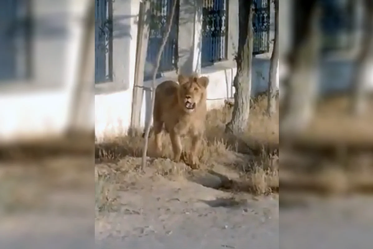 Гуляющую по улице львицу сняли на видео в Мангистау