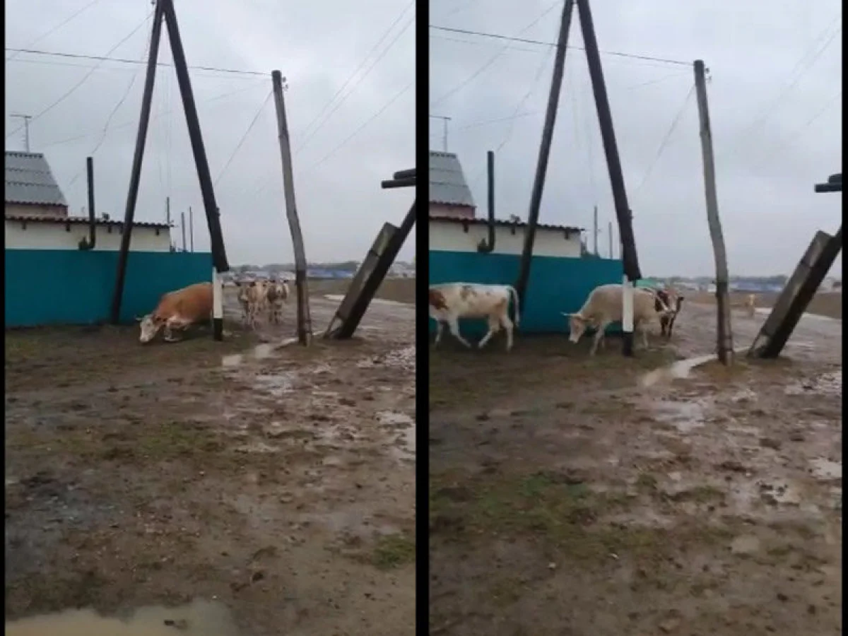 Коров бьет током в пригороде Уральска