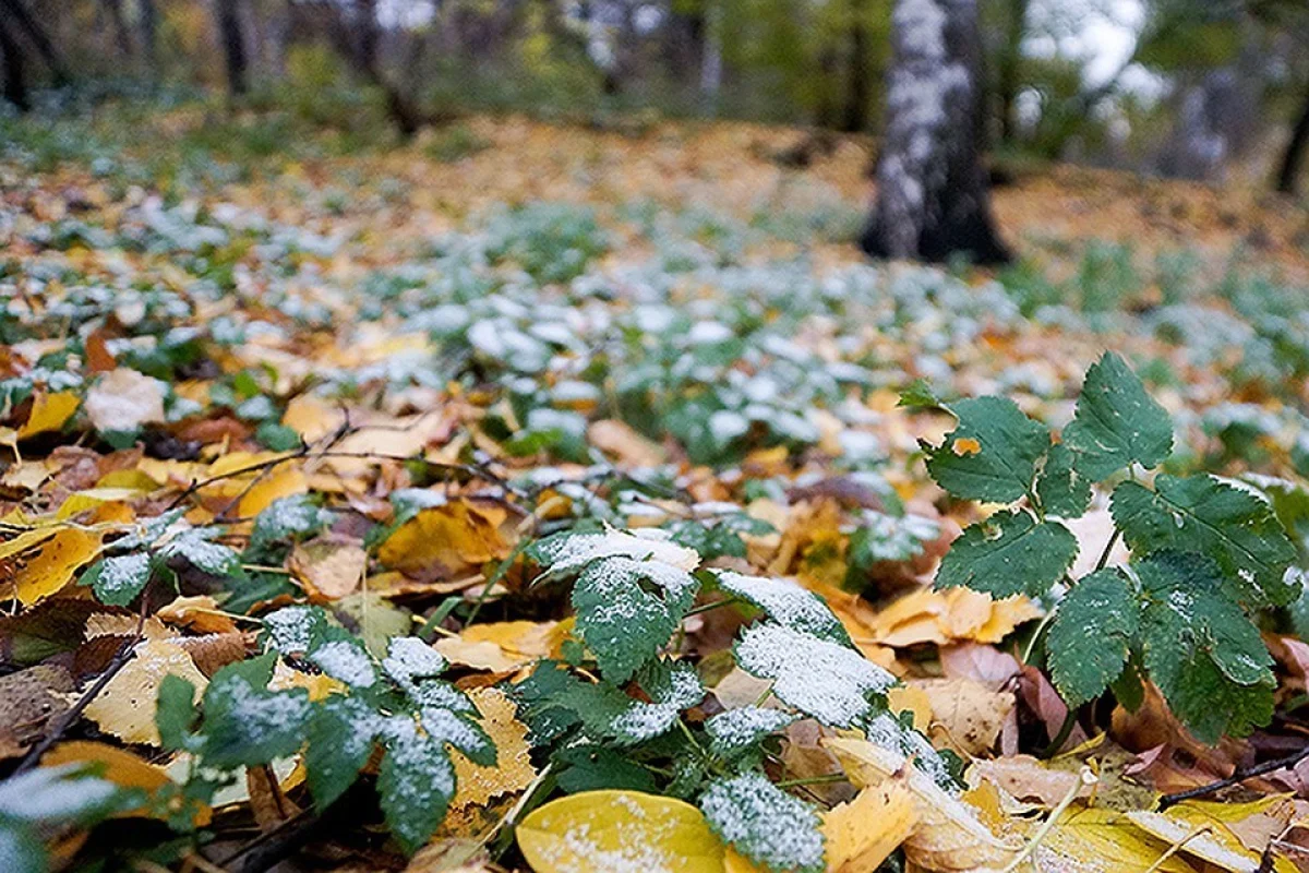 Заморозки ожидаются в Туркестанской области