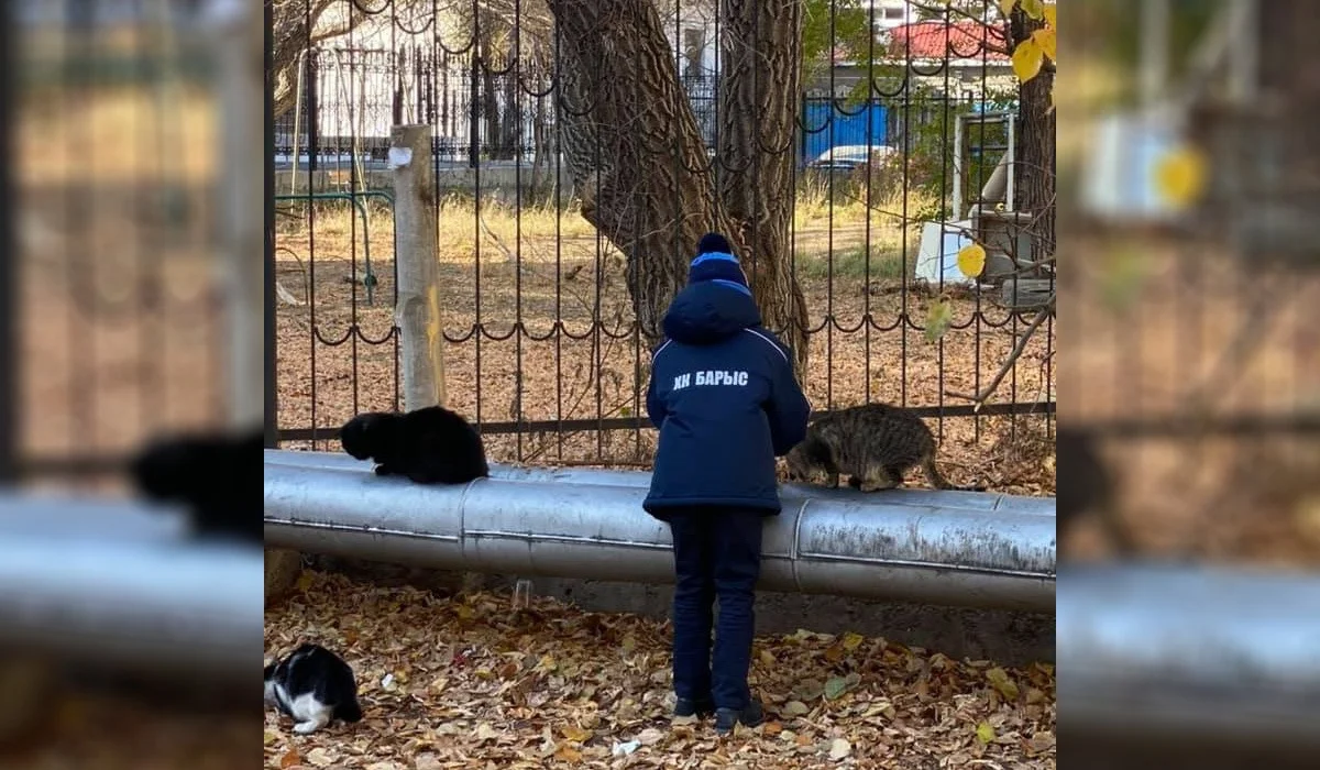 Мальчик, кормящий бездомных животных, восхитил жителей Нур-Султана