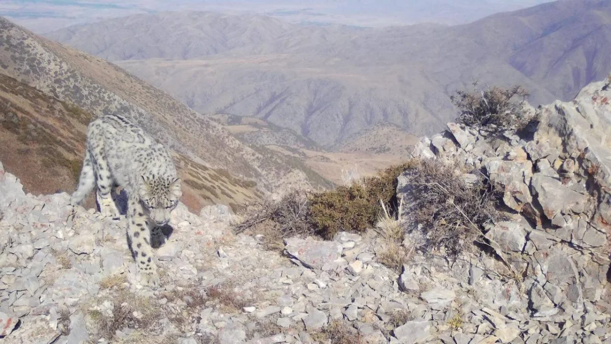 Снежного барса сняли на фотоловушку в Туркестанской области