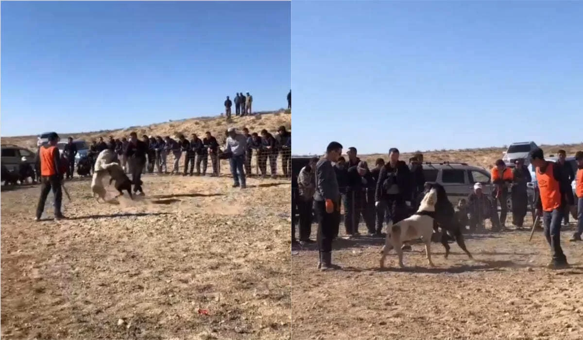 Найден автор видео жестоких собачьих боев в Мангистау