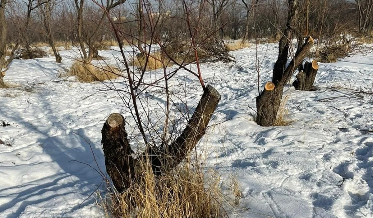 «SOS! Вырубают сады»: экоактивистка заявила о распродаже земли в Алматы