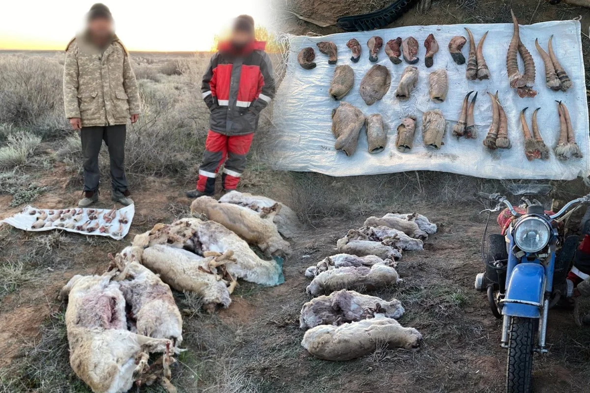 Вооруженные браконьеры на мотоцикле везли туши сайгаков в Туркестанской области