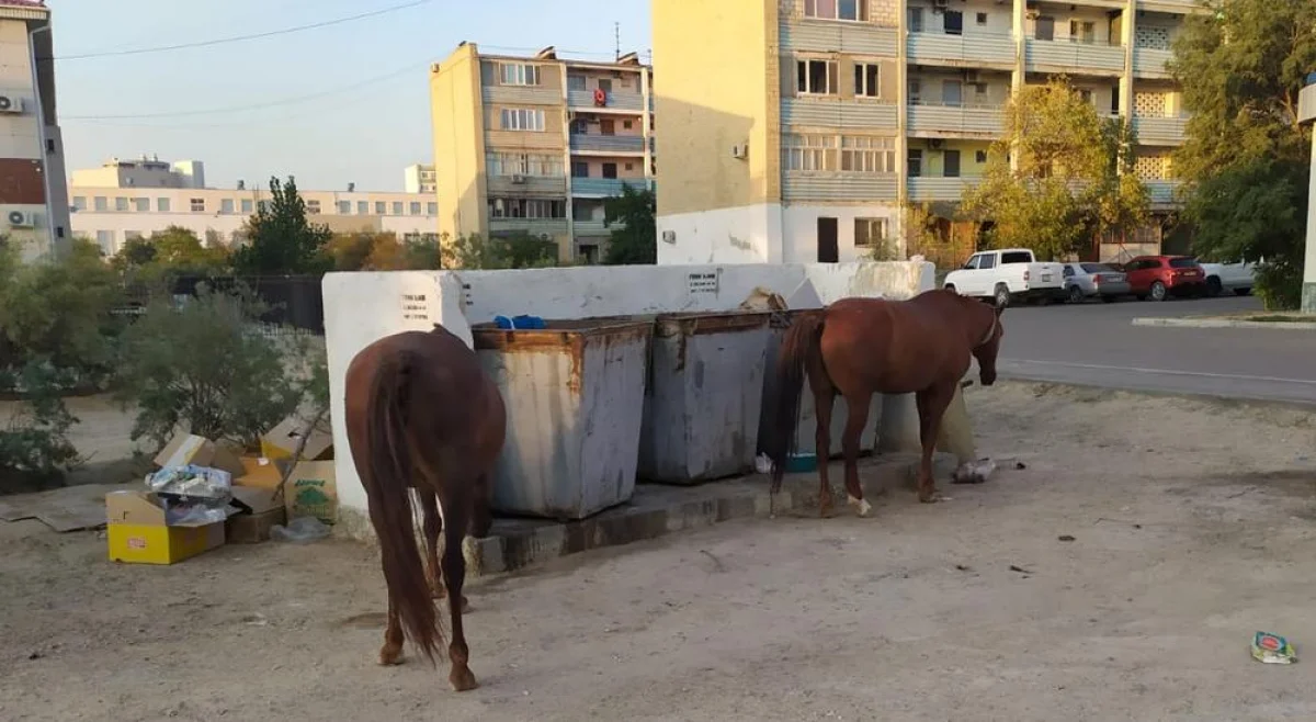 В поисках еды лошади облюбовали мусорки в Актау