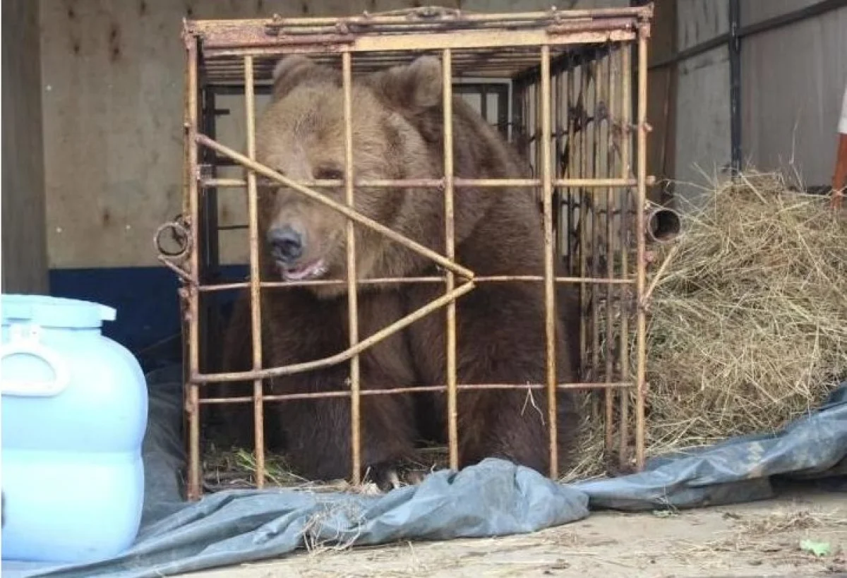 Пострадавшую от укуса медведя девочку ввели в кому в Костанайской области