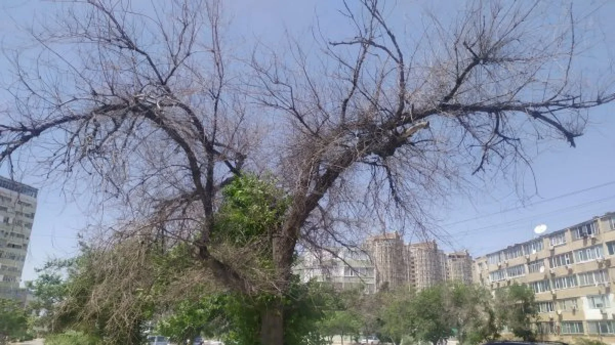 В Актау бьют тревогу: в городе от засухи погибают деревья