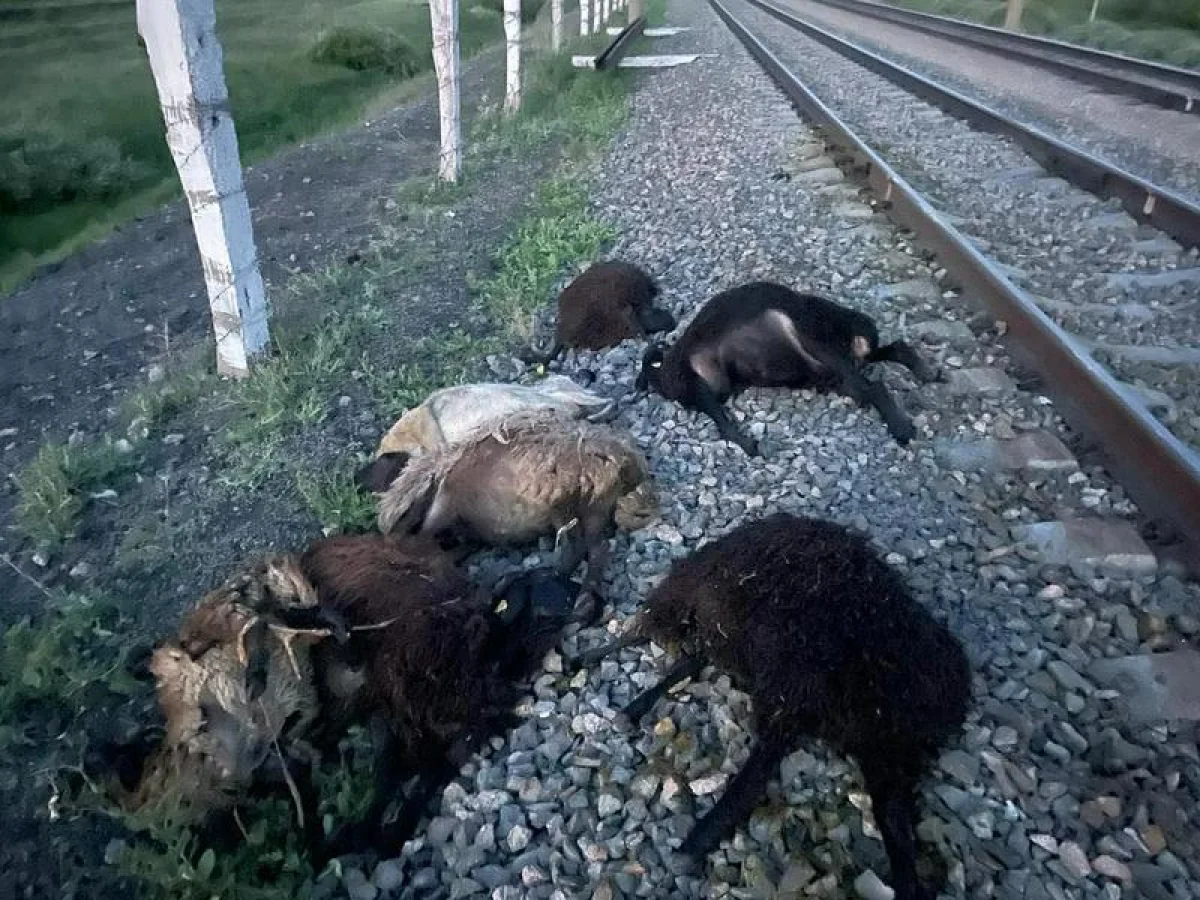 Свыше 20 овец сбил грузовой поезд в Акмолинской области