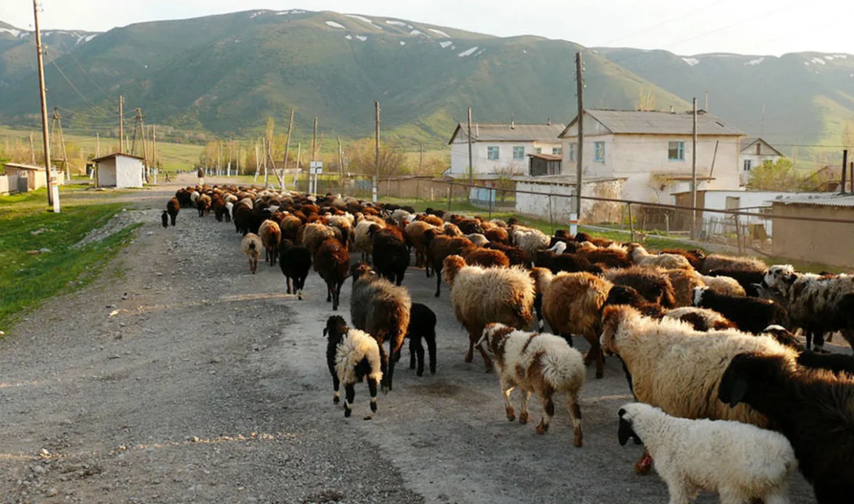 Как однажды большое кино добралось до глухих аулов