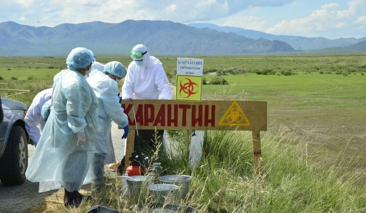 Сибирская язва в Акмолинской области: число заболевших увеличилось