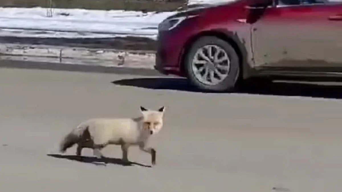 Лисицу сняли на видео в центре Уральска