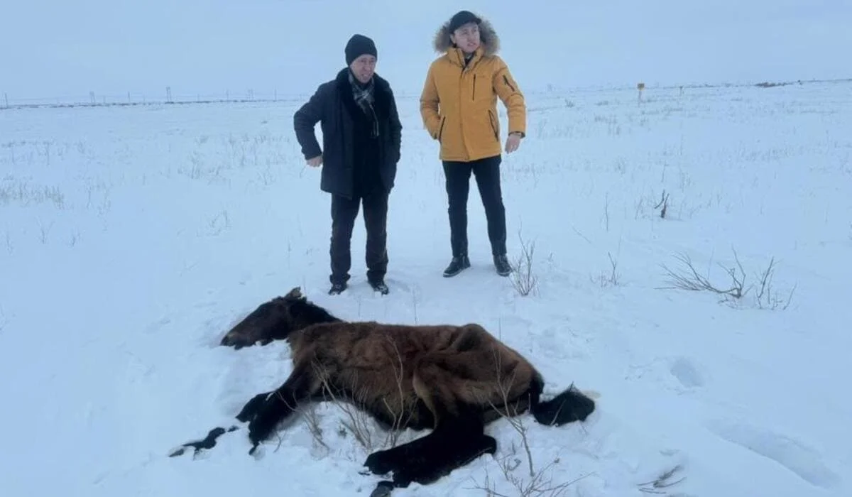 Помочь жителям Улытауской области, чей скот погиб из-за голода в степи, предлагают депутаты