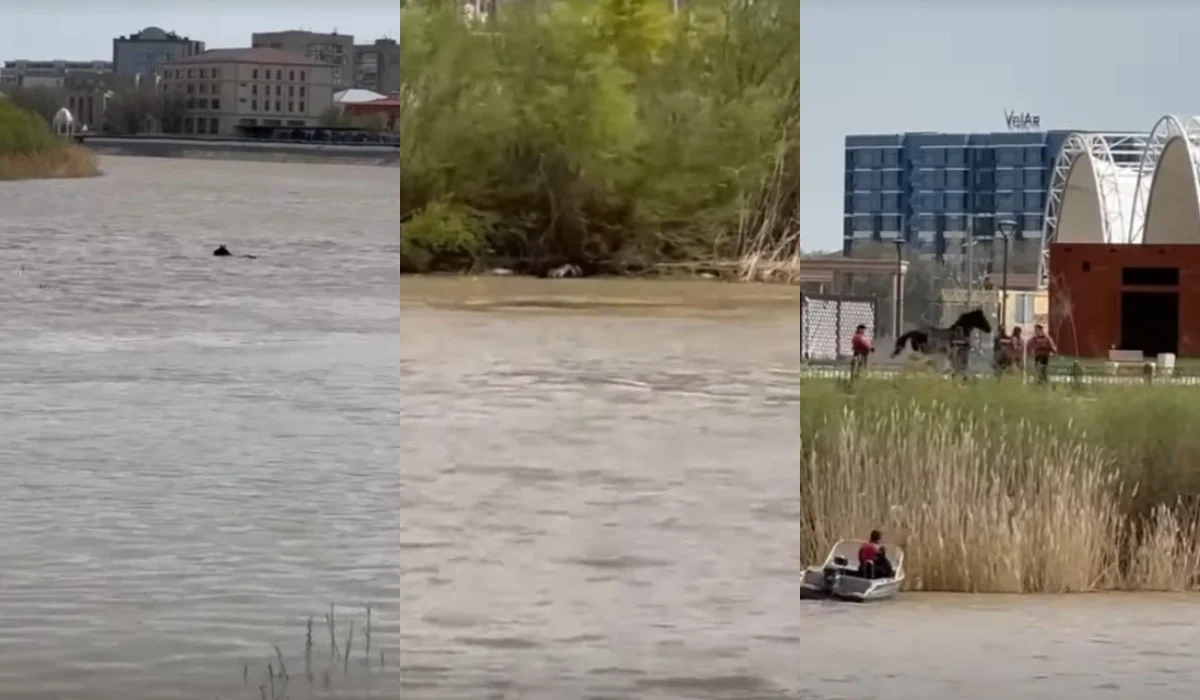 Тонущую в Урале лошадь спасли в Атырау (ВИДЕО)