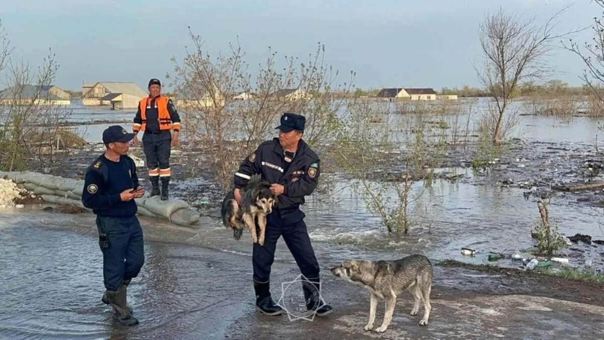 К владельцам спасенных при паводке собак обратились в Уральске