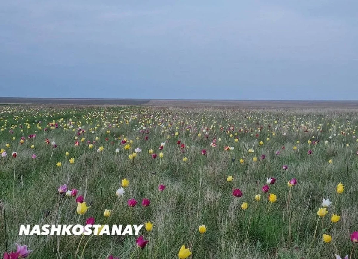 Разноцветные тюльпаны зацвели в степи в Костанайской области