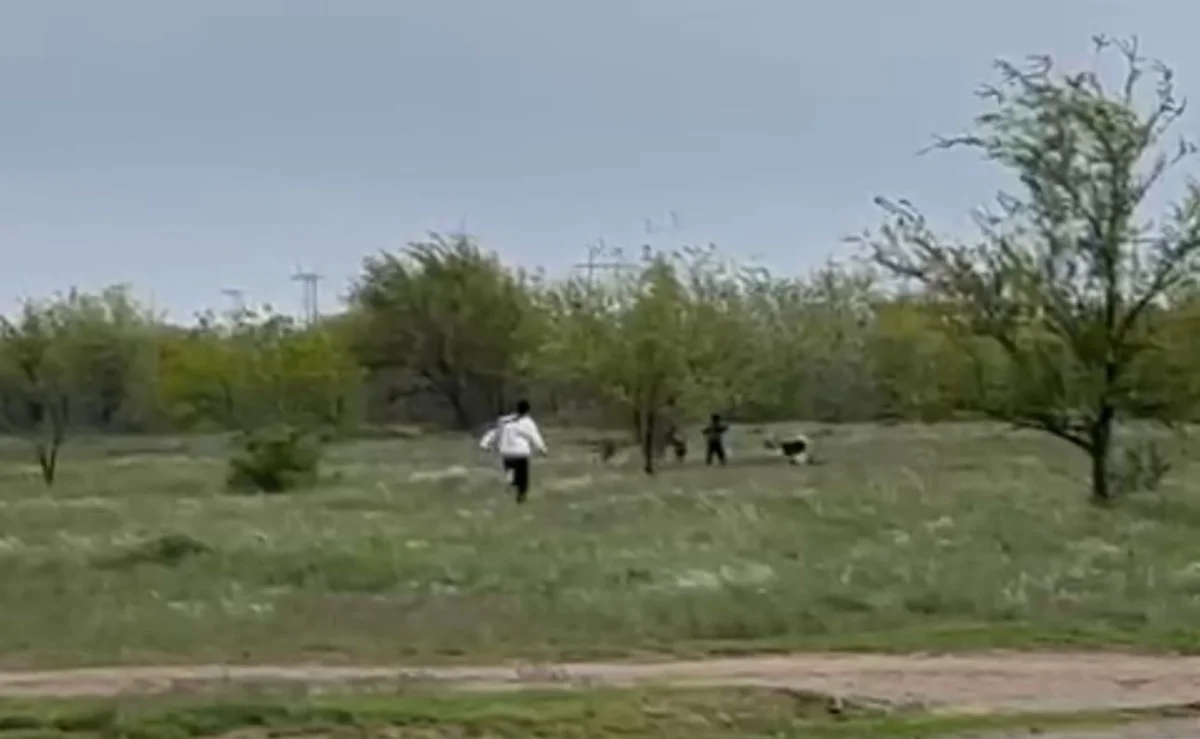 Бродячие собаки напали на ребенка в Уральске (ВИДЕО)