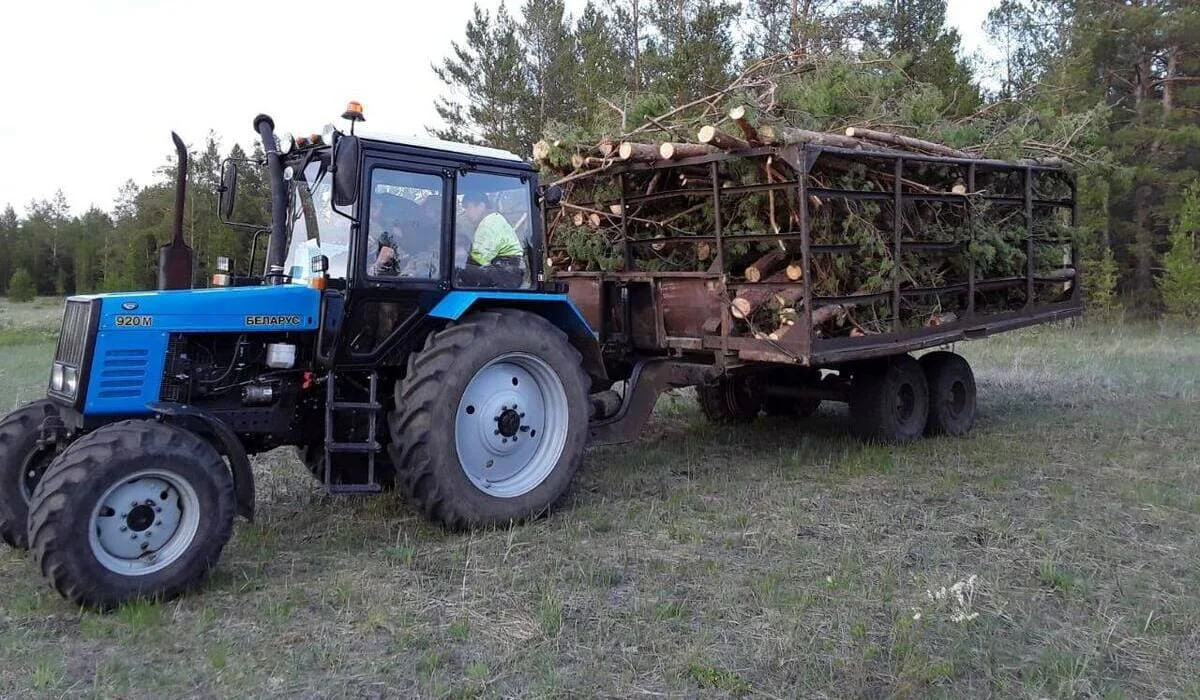 Лес вырубали по липовым документам в «Семей орманы»