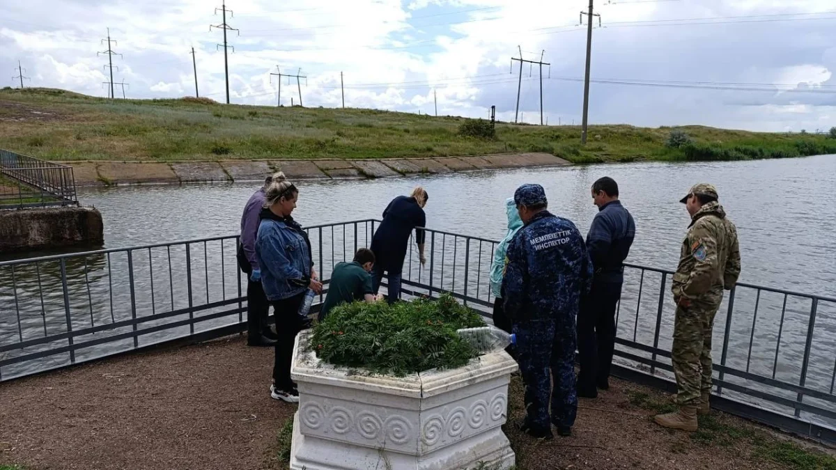 Гибель рыбы на канале Сатпаева прокомментировали в Минсельхозе