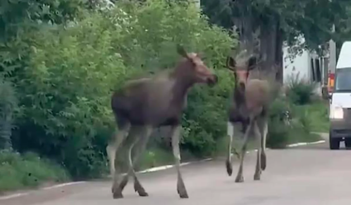 Дикие животные бегали по улицам Рудного (ВИДЕО)