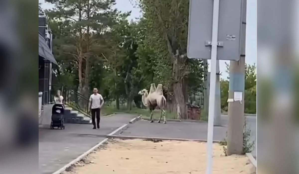 Гуляющего по улицам города верблюда сняли на видео в Павлодаре