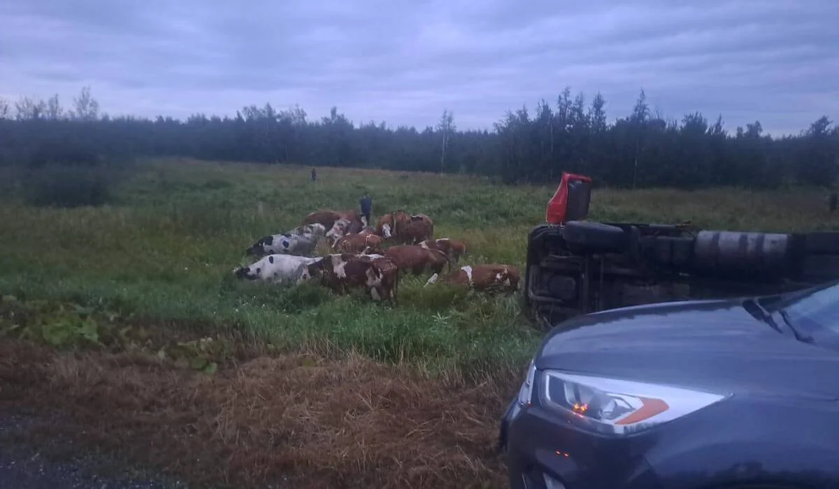 Фура с коровами опрокинулась в Костанайской области (ВИДЕО)