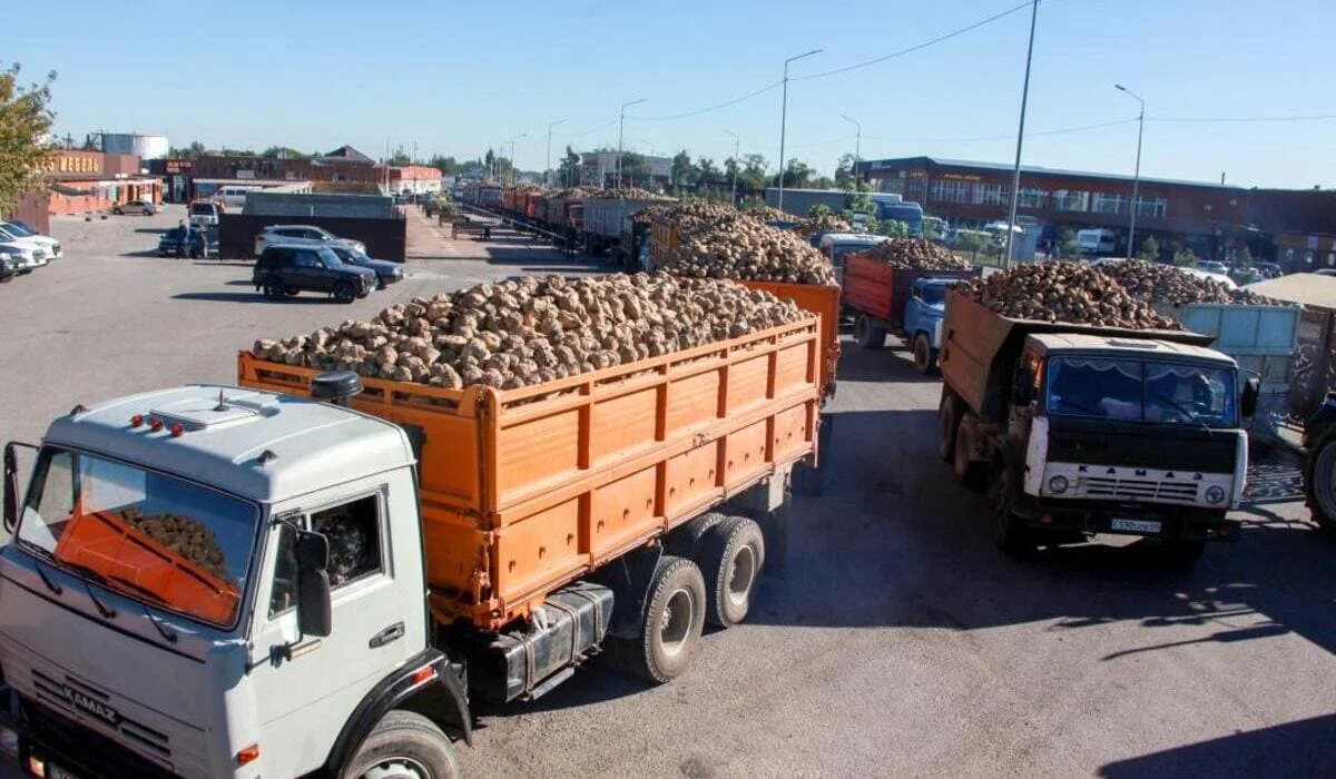 Рекордный урожай сахарной свеклы соберут в Казахстане