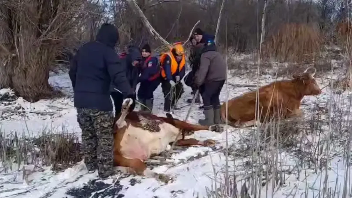 Коровы провалились под лед в Уральске (ВИДЕО)