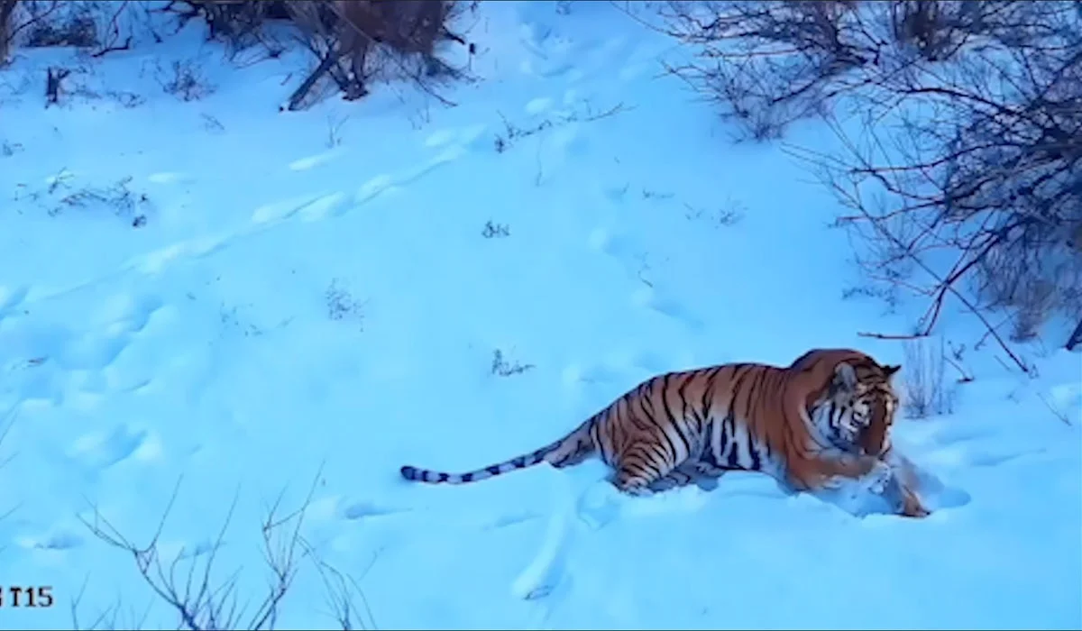 Первая зимовка тигров в Казахстане попала на видео