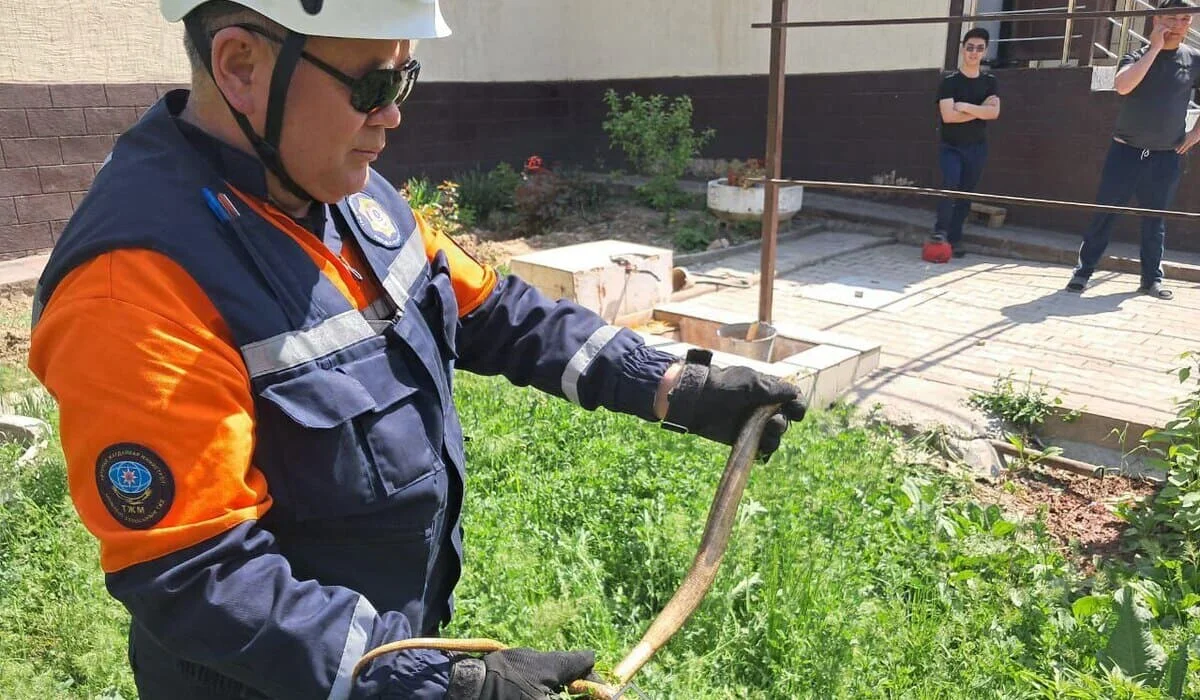 Заползшая во двор змея напугала жителей Шымкента