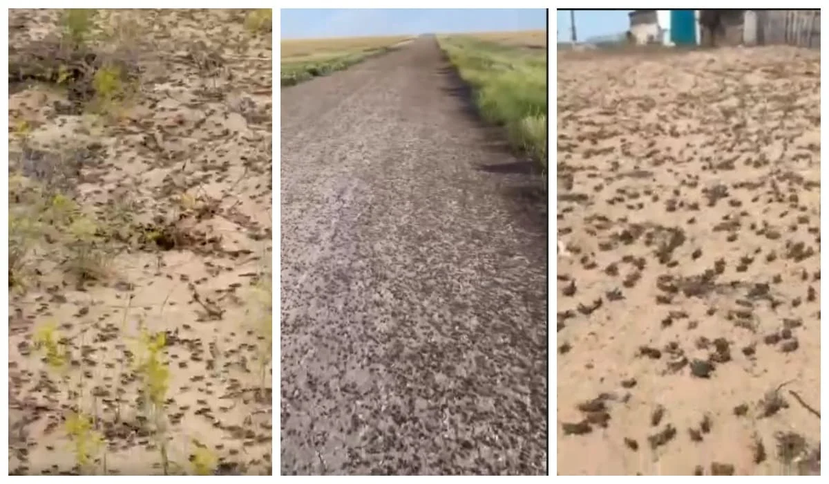В Минсельхозе РК ответили на видео о массовом нашествии саранчи в трех областях