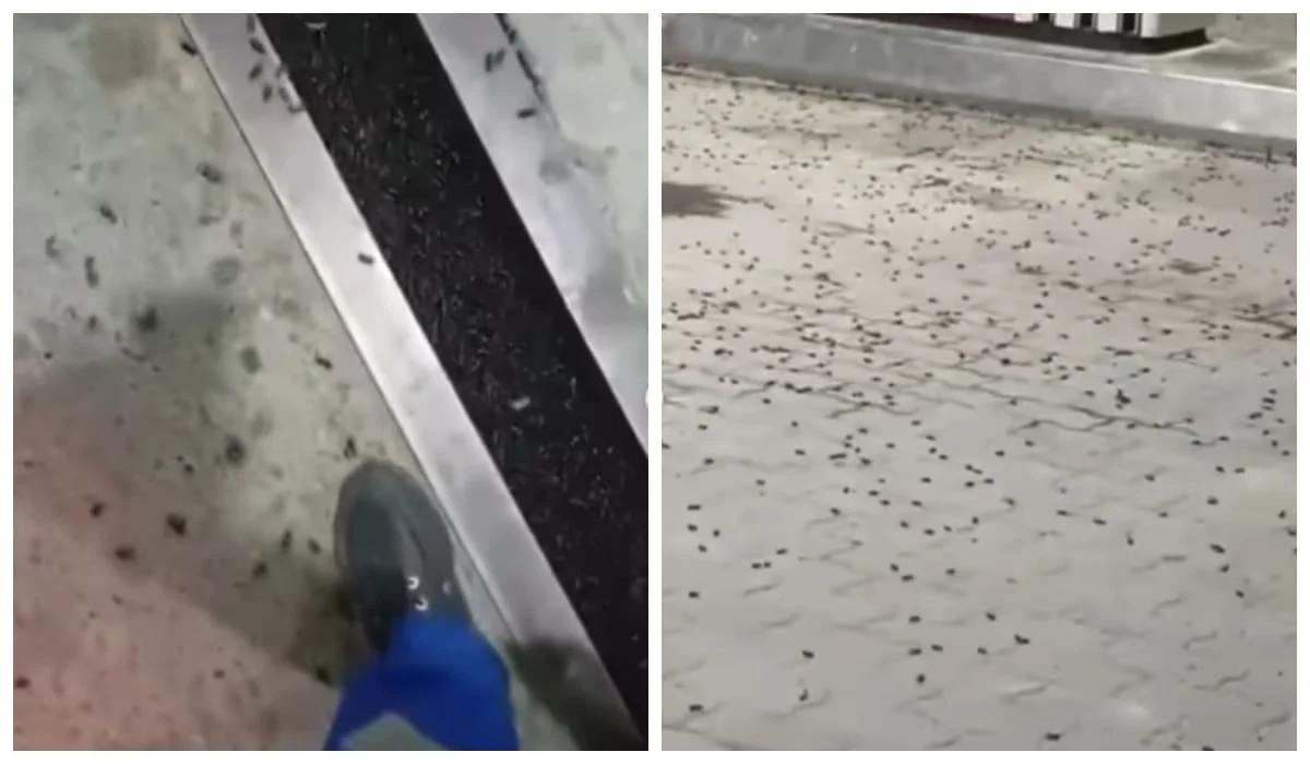 «Заполонили все»: массовое нашествие черных жуков сняли на видео в Мангистау