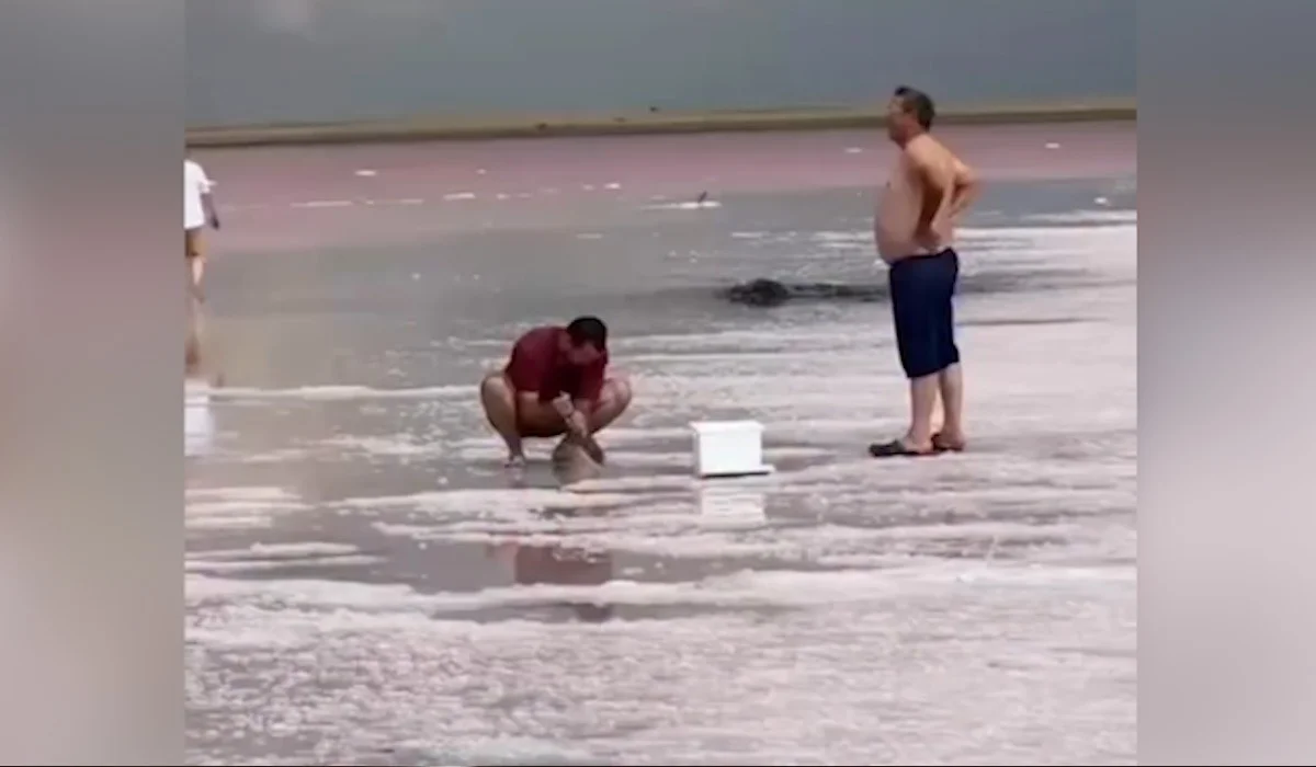 На озере Кобейтуз снова воруют розовую соль: видео появилось в сети