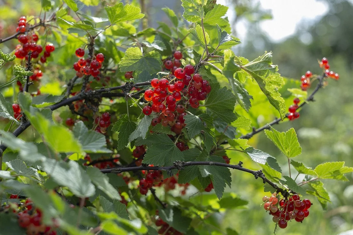 Прогноз погоды по городам Казахстана на 8 августа