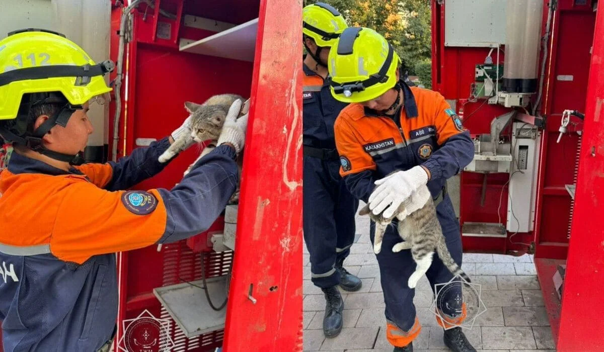 Жажда заманила кота в автомат по продаже питьевой воды в Алматы