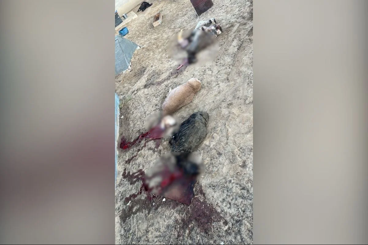 Стаи бездомных собак загрызли 20 овец и коз в селе на западе Казахстана