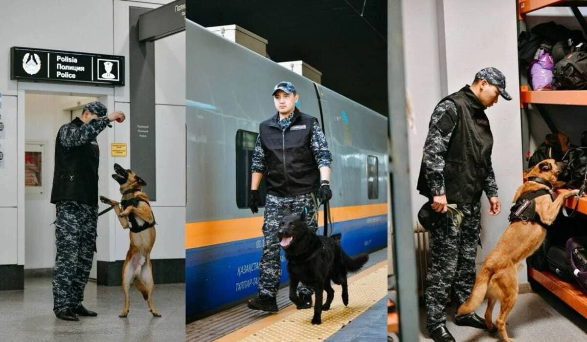 «Не лают, а показывают»: собаки помогли транспортным полицейским изъять 150 кг наркотиков
