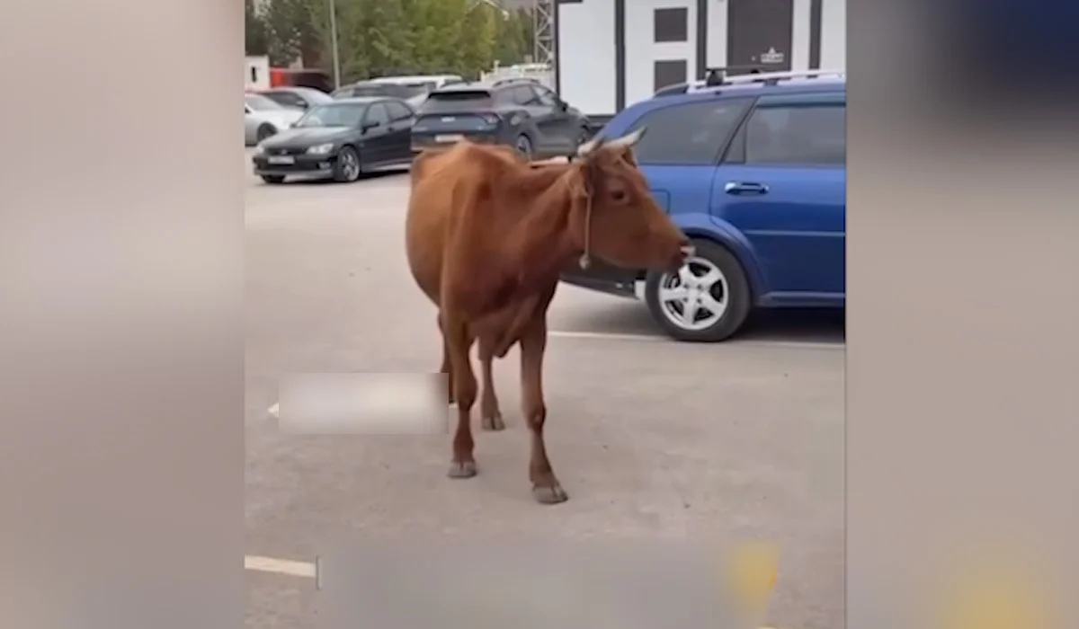 «Припарковаться не может»: корову заметили под окнами офисов в Астане (ВИДЕО)