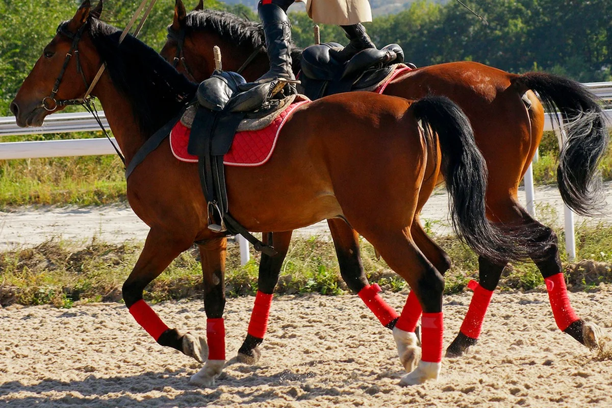 Необычный рекорд на лошадях установил наездник из Шымкента