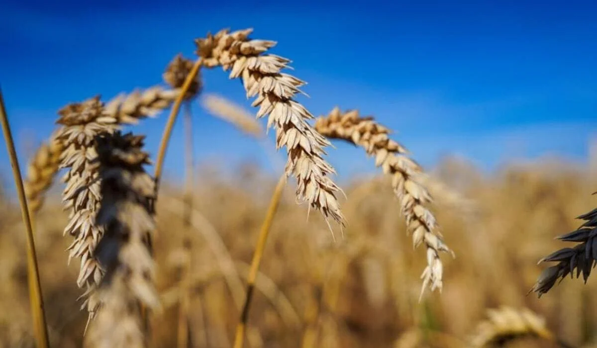 В Казахстане собрали почти 26 млн тонн зерна и свыше 3,5 млн тонн овощей