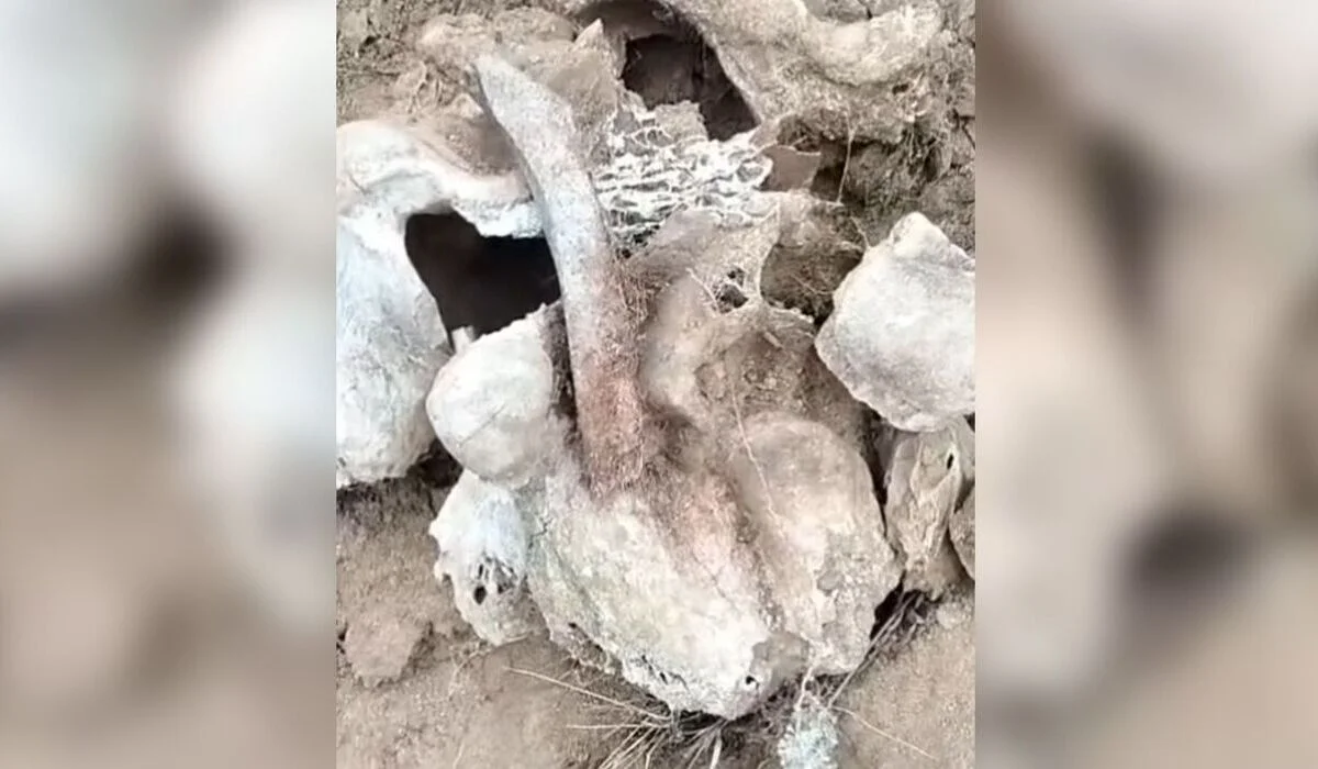 Кость мамонта обнаружили в Северо-Казахстанской области (ВИДЕО)
