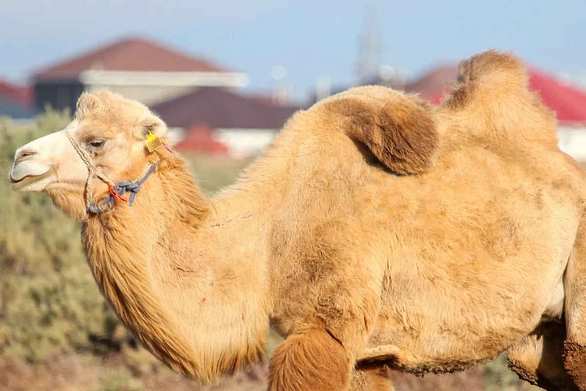 Верблюд набросился на подростка посреди улицы в Кульсары (ВИДЕО)