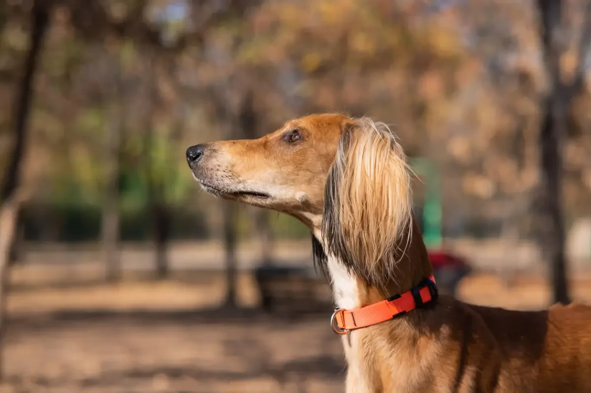 Казахская тазы получила международное признание
