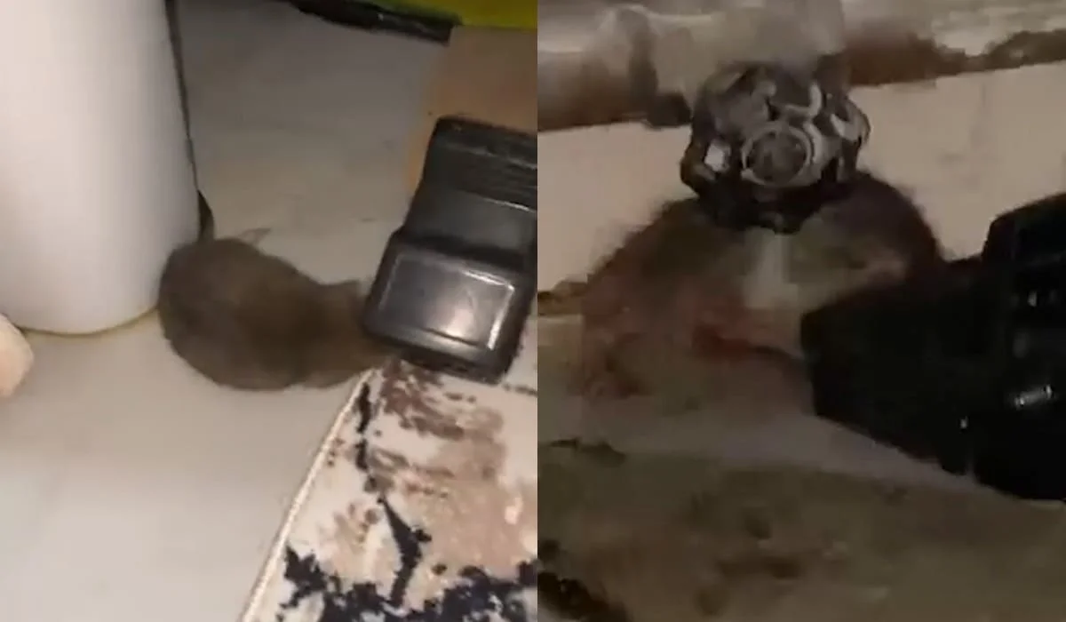 Проникают даже в квартиры: жители Атырау жалуются на нашествие крыс (ВИДЕО)