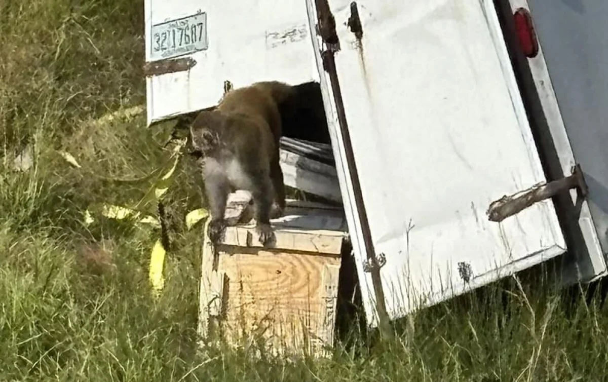 Зараженная гепатитом и COVID-19 макака сбежала из лаборатории в США