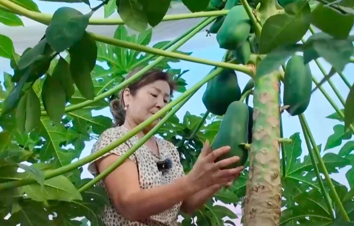Киви и папайя в теплице: биолог из Кызылорды выращивает экзотику дома