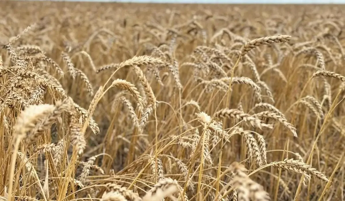 Рекордный урожай собрали в Казахстане – Минсельхоз