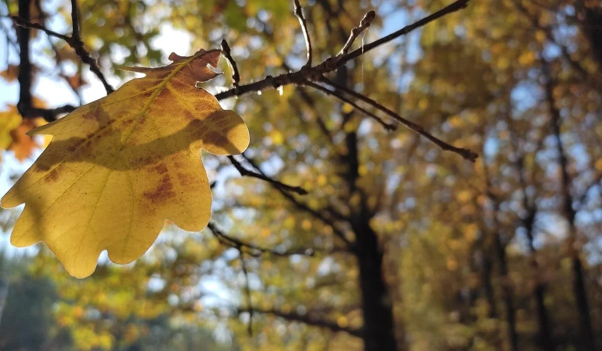 Морозы отступят: воздух в Казахстане прогреется до +15 градусов